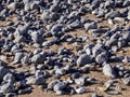 Stones and sand on the beach