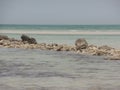 Stones and sand on Fuwairit Beach in Qatar Royalty Free Stock Photo