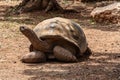 Giant tortoise basks in the bright sun