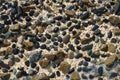 Stones in sea foam in shell rock Royalty Free Stock Photo