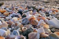 Stones and sea shells on the sea shore. Royalty Free Stock Photo