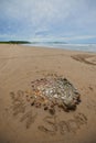 Stones and seashells arranged on sandy beach on Nosara Peninsula