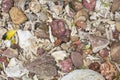 Stones, seashells and dead corals on the shore