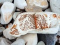 the stones are white sandstone with brown fossils