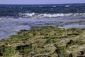 Stones and seaweed algae at low tide. Royalty Free Stock Photo