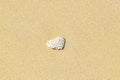 Stones shells corals on beach sand Playa del Carmen Mexico Royalty Free Stock Photo