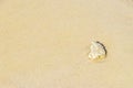 Stones shells corals on beach sand Playa del Carmen Mexico Royalty Free Stock Photo