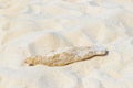 Stones shells corals on beach sand Playa del Carmen Mexico Royalty Free Stock Photo