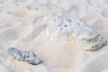 Stones shells corals on beach sand Playa del Carmen Mexico Royalty Free Stock Photo