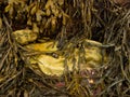 Stones on the shore line covered with winkles, barnacles, and seaweeds at low tide