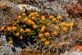 Stones and small yellow flowers in the daytime