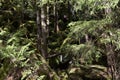 Stones in steep slope covered with moss in dense forest close to path towards to Murg lakes Royalty Free Stock Photo