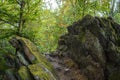 Stones and trees with berries. Mountain detail. Rocks background with space for design. Product display.