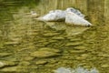 The stones under the pond, close-up as a background. Royalty Free Stock Photo