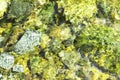 Stones under water covered with green mud. Mountain river. Water ripples.