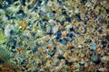 Stones under water Royalty Free Stock Photo