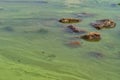 Stones in the water among the green algal blooms