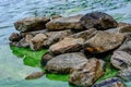 Stones in the water among the green algal blooms