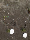 Stones on a wet sand Royalty Free Stock Photo