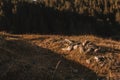 Stones on wild grass field in the ground under forest trees on a sunny day Royalty Free Stock Photo