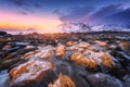 Stones with yellow grass in ice on the beach, snowy mountains Royalty Free Stock Photo