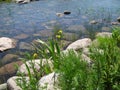 Stones, yellow iris, Baltic sea in Kotka, Finland