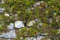 Stonewall, stone floor with small plant and green moss background texture, Epirus Greece Royalty Free Stock Photo