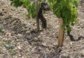 The stoney soil found in the vineyards of the medoc in France