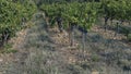 Stoney soil and tall old vines of the Cotes du Rhone