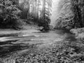 Stony bank of autumn mountain river covered by orange beech leaves. Fresh green leaves on branches above water make colorful Royalty Free Stock Photo