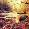 Stony bank of autumn mountain river covered by orange beech leaves. Fresh green leaves on branches above water make colorful Royalty Free Stock Photo