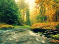 Stony bank of autumn mountain river covered by orange beech leaves. Fresh green leaves on branches above water make colorful Royalty Free Stock Photo