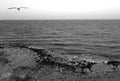 Stony beach, sea view and flying seagull in black and white Royalty Free Stock Photo