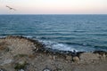 Stony beach, sea view and flying seagull Royalty Free Stock Photo