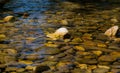 Stony bottom of a clean mountain river Royalty Free Stock Photo