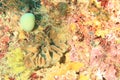Stony coral on coral reef