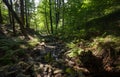 Stony creek bed and forest Royalty Free Stock Photo