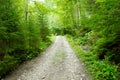 Stony dirt road in mountains - Ukraine Royalty Free Stock Photo