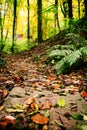 Stony Forest Path