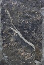 Stony granite texture. Grunge grey textured wall background surface of stony, basalt rock Royalty Free Stock Photo