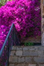 Stony ladder with bright pink bush on top of it. Design of exteriors and garden, landscape