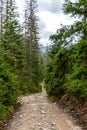 Stony mountain trail leading through lush coniferous forest, pine trees and spruces in Tatra Mountains in Poland Royalty Free Stock Photo