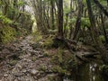 Stony path in forest, Copland track, New Zealand Royalty Free Stock Photo