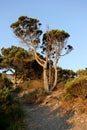 The stony path among sunlit by the setting sun juniper trees in summer. Royalty Free Stock Photo