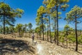 Stony path surrounded by pine trees at sunny day. Clear blue sky and some clouds along the horizon line. Rocky tracking road in