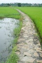 Stony pathway among the rice field