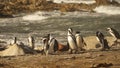 Stony Point Penguin Colony with African Penguins along the Garden Route near Cape Town, South Africa. Royalty Free Stock Photo