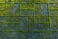 Stony rough textured background. Green moss on the stone footpath. Royalty Free Stock Photo