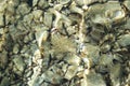 Stony seabed underwater. Sea pebbles under water Royalty Free Stock Photo