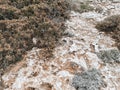 Stony soil, covered with moss and shrubs. Mediterranean Sea coast. Subtropical plants of Cyprus. Royalty Free Stock Photo